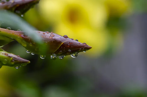 Alamanda Amarela Allamanda Cathartica Botões Flores Com Gotas Água — Fotografia de Stock