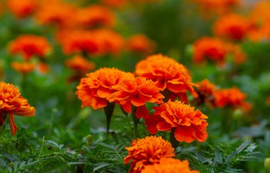 Sığ odak noktasında Fransız kadife çiçeği