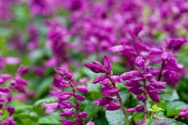 Dosyanın üzerindeki mor çiçekleri kapat