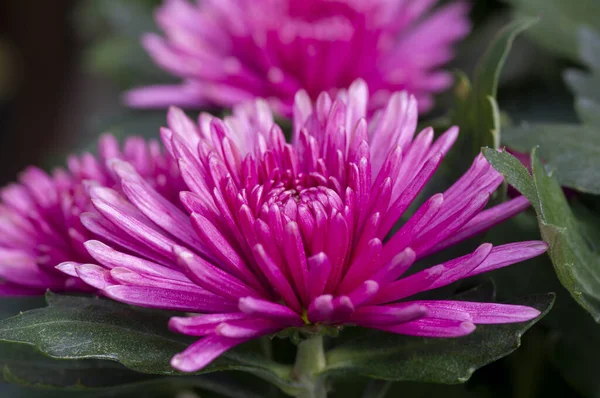 Die Schönheit Der Rosa Chrysanthemen Blüten — Stockfoto