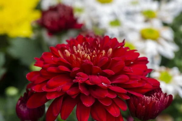 Die Schönheit Der Roten Chrysanthemen Blüten — Stockfoto