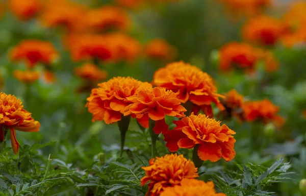 프랑스 오렌지 꽃들이 초점에 — 스톡 사진