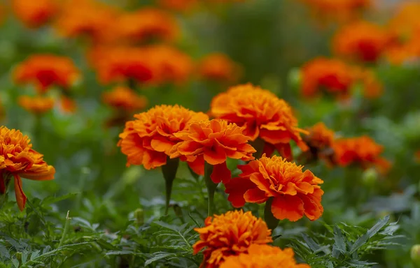 Flores Laranja Calêndula Francesa Foco Raso — Fotografia de Stock