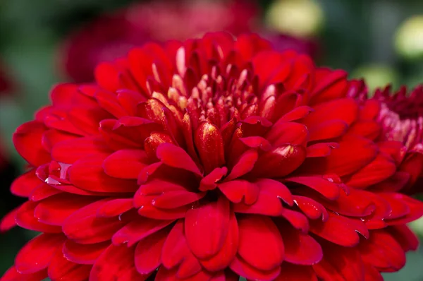 Die Schönheit Der Roten Chrysanthemen Blüten — Stockfoto