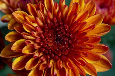 Sarı-turuncu kasımpatı çiçeklerini kapat.