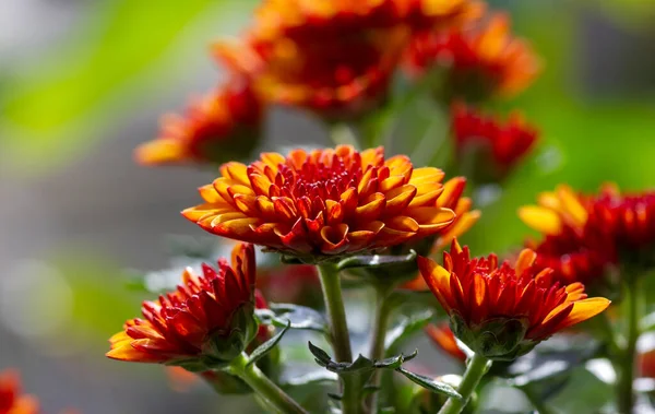 Nahaufnahme Von Gelb Orangen Chrysanthemen Blüten — Stockfoto