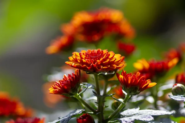 Nahaufnahme Von Gelb Orangen Chrysanthemen Blüten — Stockfoto