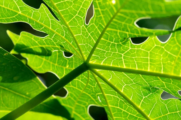 Green Papaya Leaves Carica Papaya Shallow Focus — Stock Photo, Image