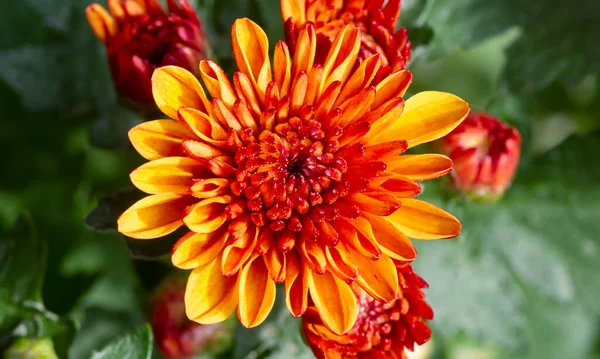 Sárga Narancs Krizantém Virágok Közelsége — Stock Fotó