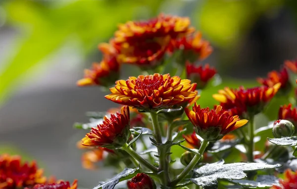 Nahaufnahme Von Gelb Orangen Chrysanthemen Blüten — Stockfoto