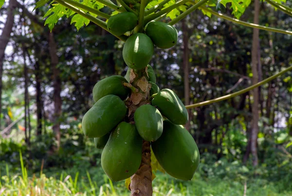 Fiatal Papaya Gyümölcsök Carica Papaya Sekély Fókusz — Stock Fotó