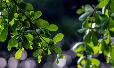 Ketapang Kencana (Terminalia mantaly), Madagaskar badem yeşil yaprakları, sığ odak