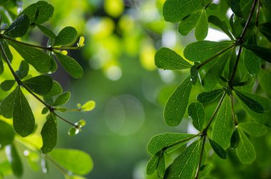Ketapang Kencana (Terminalia mantaly), Madagaskar badem yeşil yaprakları, sığ odak