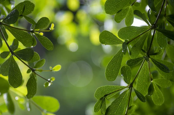 Ketapang Kencana (Terminalia mantaly), Madagaskar badem yeşil yaprakları, sığ odak