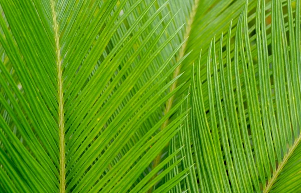 Feuilles Palmier Vert Tropical Pour Fond Naturel — Photo
