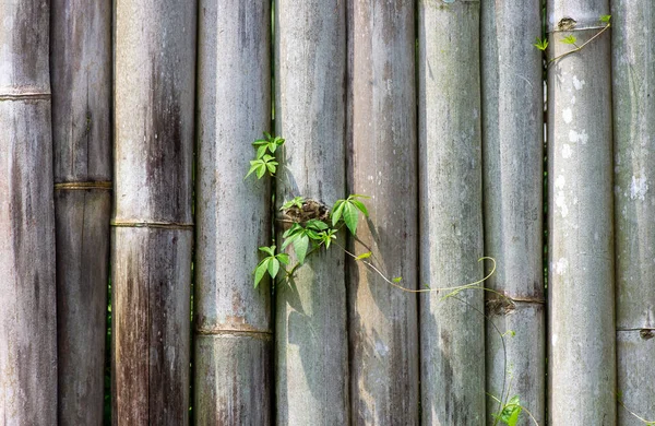 Vecchio Recinto Bambù Sfondo Con Foglie Verdi — Foto Stock