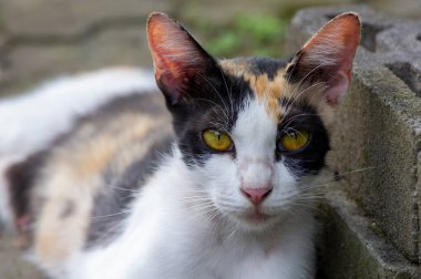 Pembe burunlu sevimli yerel bir kedi, sığ odak noktasında.