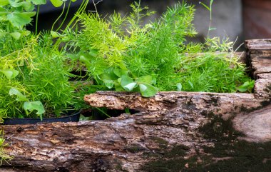 Çatlaktan filizlenen yeşil bitki yetişen eski bir ağaç.