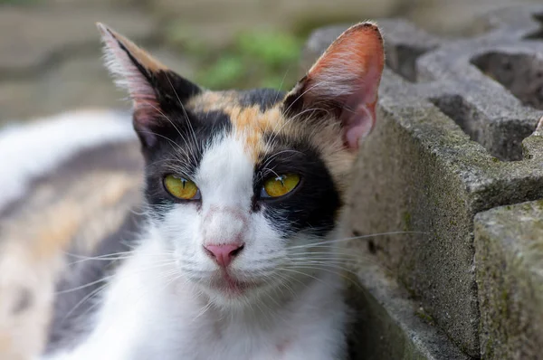 Simpatico Gatto Locale Con Naso Rosa Fuoco Superficiale — Foto Stock