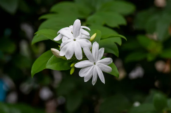 Flor Jasmim Gênero Arbustos Videiras Família Das Oliveiras Oleaceae Foco — Fotografia de Stock