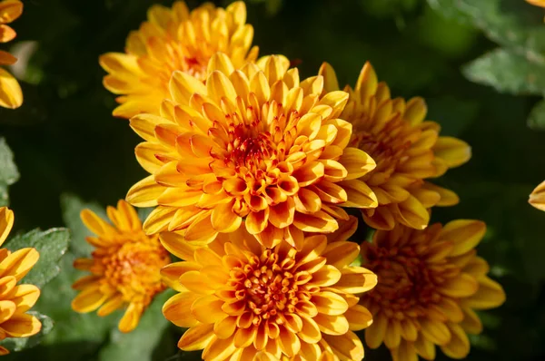 Nahaufnahme Von Gelb Orangen Chrysanthemen Blüten — Stockfoto