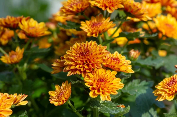 Nahaufnahme Von Gelb Orangen Chrysanthemen Blüten — Stockfoto