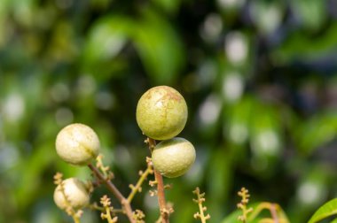 Longan olgun meyveleri (Dimocarpus longan) ağaçta, sığ bir odak noktasında