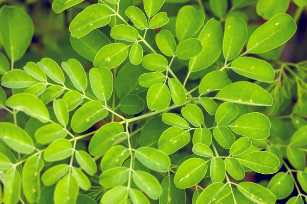 Kelor ya da Drumstick ağacı (Moringa oleifera) yeşil yapraklar seçili odak noktası olup yaygın isimleri şunlardır: yaban turpu ağacı ve Ben yağı ağacı veya benzolive ağacı