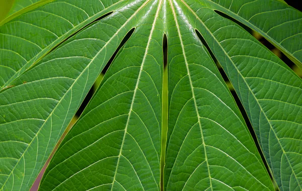 Cassava Mandioa Manioc Tapioca Drzew Manihot Esculenta Młodych Zielonych Liści — Zdjęcie stockowe