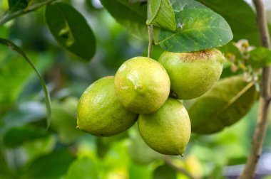 Ağaçtaki yeşil limon, sığ odak