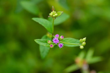Çayırdaki küçük pembe çiçekler, seçilmiş odak