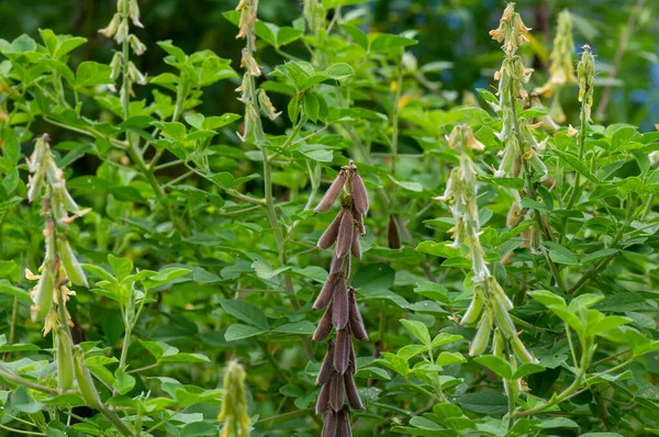 Crotalaria Longirostrata Sementes Folhas Chipilin Crotalaria Pallida — Fotografia de Stock