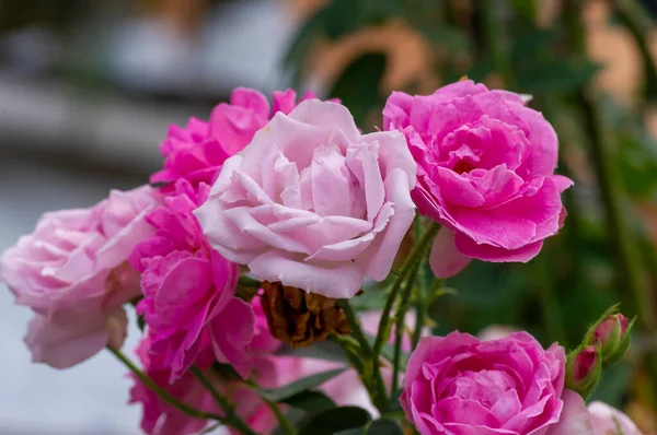 Różowe Róże Rozmytym Tłem Płytkim Tle — Zdjęcie stockowe