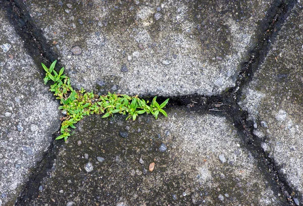 セメント表面に小さな緑の植物が成長します 自然背景 — ストック写真