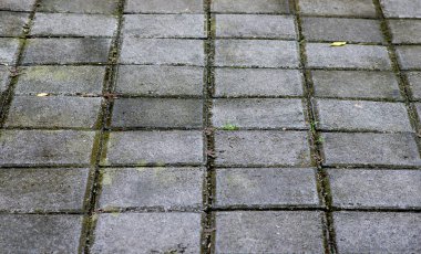 Çimento yüzeyinde büyüyen yeşil çimenler. Doğa arkaplanı.