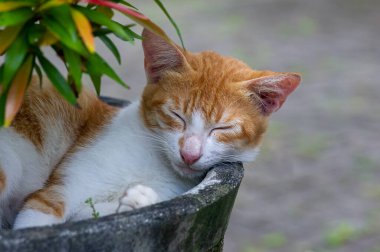 Çiçek saksısında uyuyan sevimli yerel bir kedi, sığ odak noktası.