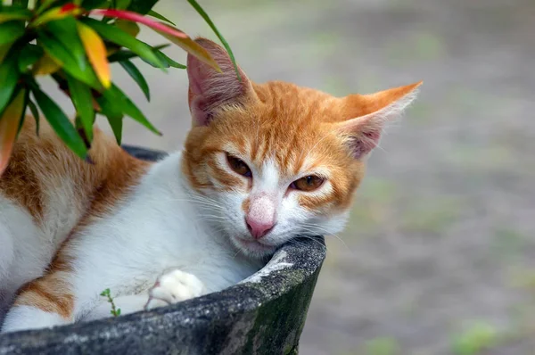 Söt Lokal Katt Sover Blomkrukan Grunt Fokus — Stockfoto