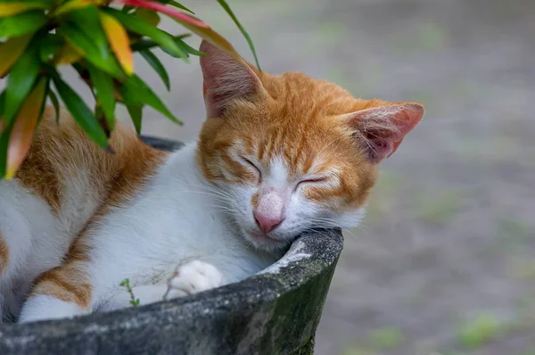 Çiçek saksısında uyuyan sevimli yerel bir kedi, sığ odak noktası.