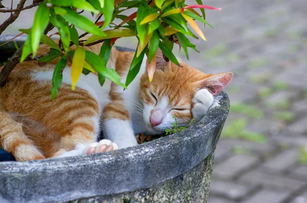 Söt Lokal Katt Sover Blomkrukan Grunt Fokus — Stockfoto