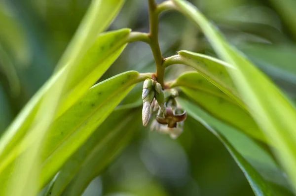 Indonesian Dark Wood Ebony Diospyros Celebica Зелене Листя Квіткові Бруньки — стокове фото