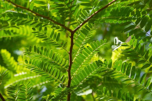 Folhas Verdes Tamarind Tamarindus Indica Foco Selecionado — Fotografia de Stock