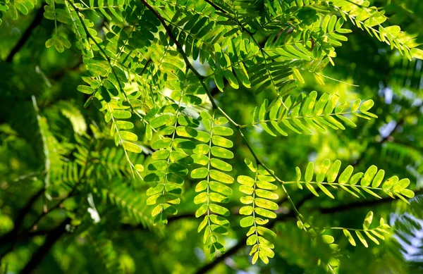 Zielone Liście Tamarind Tamarindus Indica Wybrane Ognisko — Zdjęcie stockowe