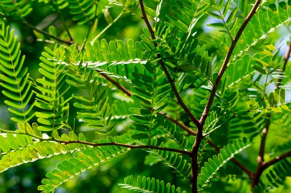Πράσινα Φύλλα Tamarind Tamarindus Indica Επιλεγμένη Εστίαση — Φωτογραφία Αρχείου