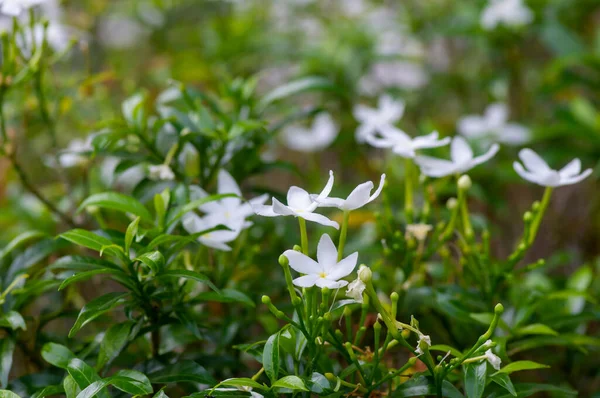 Crêpe Jasmin Fleurs Tabernaemontana Divaricata Mise Point Peu Profonde — Photo