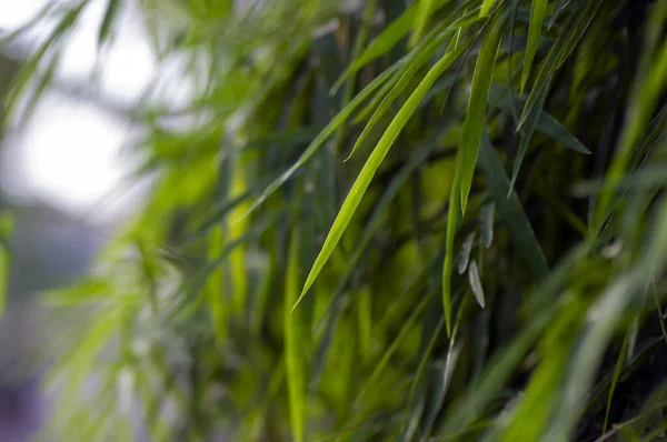 Doğal Arkaplan Için Sığ Odak Noktasında Bambu Yaprakları — Stok fotoğraf