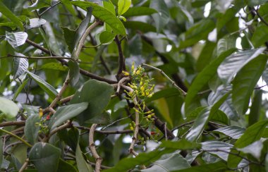 Kepel ağacı (Stelechocarpus burahol) parazit, ökseotu Dendrophthoe pentandra (Loranthaceae) tarafından kaplanmıştır.)