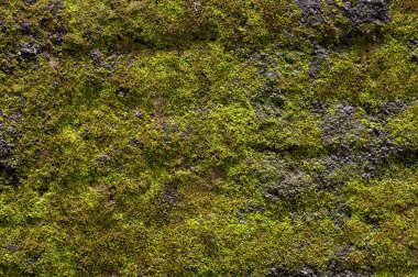 Sığ odak noktasında taşın üzerinde yeşil yosun var. Bilgisayar arkaplanı.