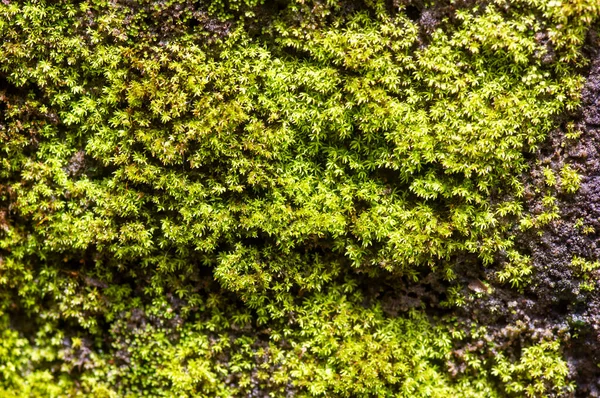 Muschio Verde Sulla Pietra Fuoco Superficiale Sfondo Del Computer — Foto Stock