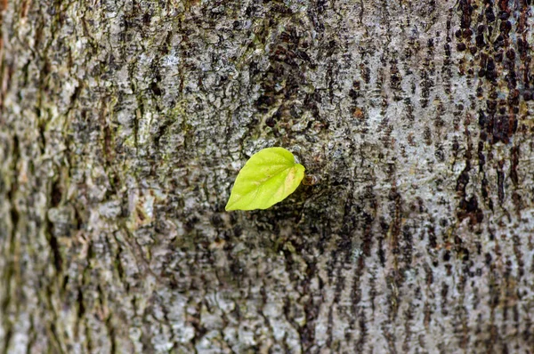 Een Nederlandse Betel Plant Devil Ivy Blad Tussen Bamboe Groene — Stockfoto