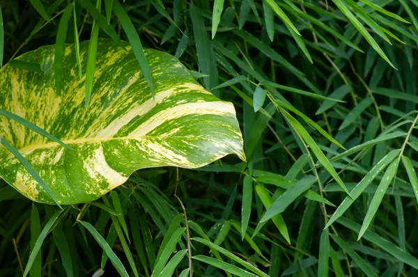 Une Feuille Bétel Hollandaise Devil Ivy Parmi Des Feuilles Vertes — Photo